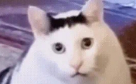  网络用语Huh猫是什么梗 综合内容 第1张