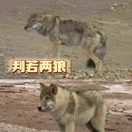  《可可西里网红狼》梗介绍 综合内容 第1张