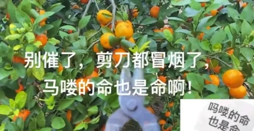  《抖音》吗喽的命也是命是什么梗 综合内容 第1张