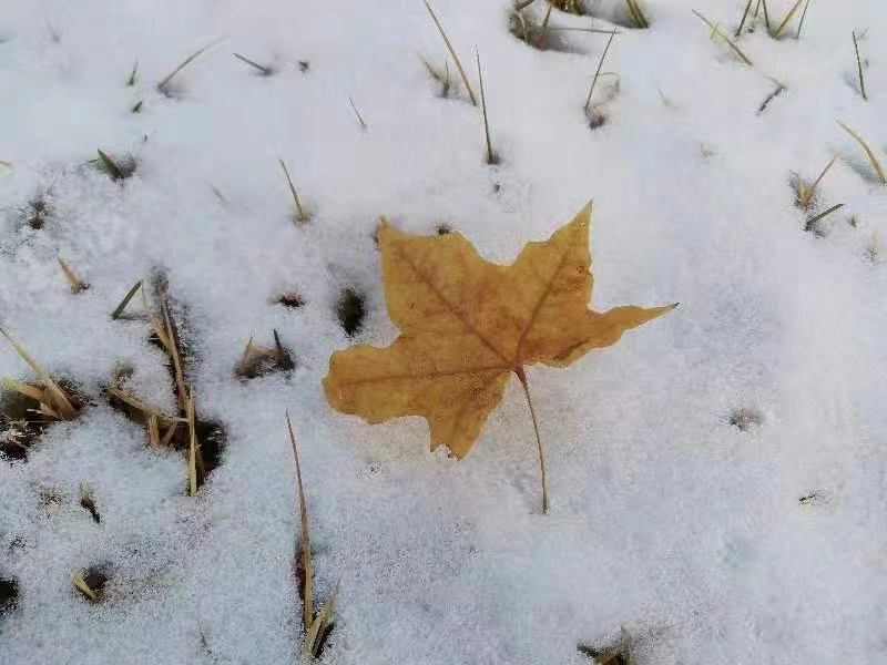  小雪养生食物详细汇总2023 综合内容 第1张