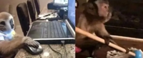  网络用语吗喽的命也是命是什么梗 综合内容 第1张