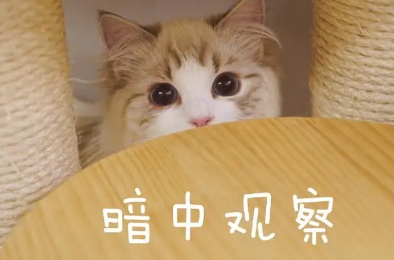  网络用语网络家访是什么梗 综合内容 第1张