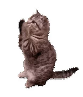 UP主剪辑猫猫meme绿幕素材 200+动态视频资料包
