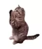 UP主剪辑猫猫meme绿幕素材 200+动态视频资料包
